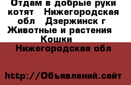 Отдам в добрые руки котят - Нижегородская обл., Дзержинск г. Животные и растения » Кошки   . Нижегородская обл.